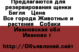 Предлагаются для резервирования щенки Бигля › Цена ­ 40 000 - Все города Животные и растения » Собаки   . Ивановская обл.,Иваново г.